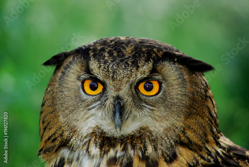 owl, bird, eagle owl, bubo © Victor