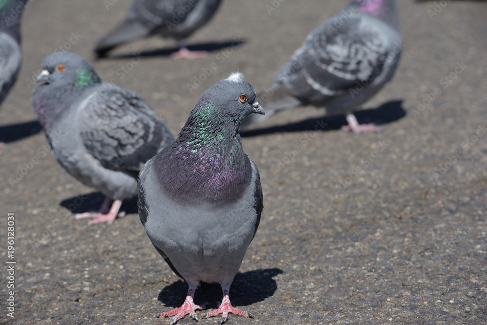 Obraz premium ハト ドバト