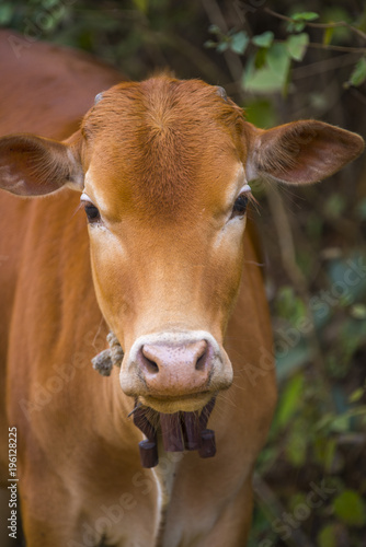 Beef cattle Hindu Brazil in...