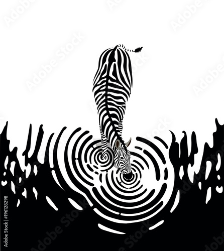 Zebra at watering place, monochrome illustration