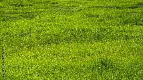 Wallpaper Mural 初夏の牧草地 Torontodigital.ca