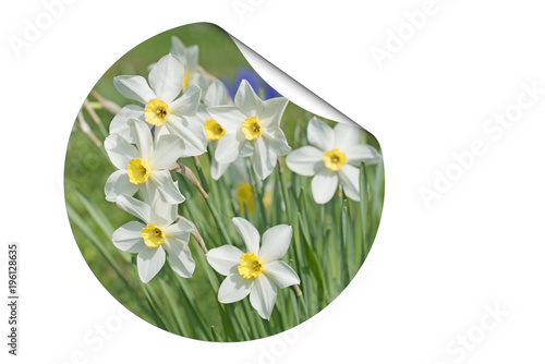 Fototapeta Naklejka Na Ścianę i Meble -  Narzissen, Narcissus, Frühling