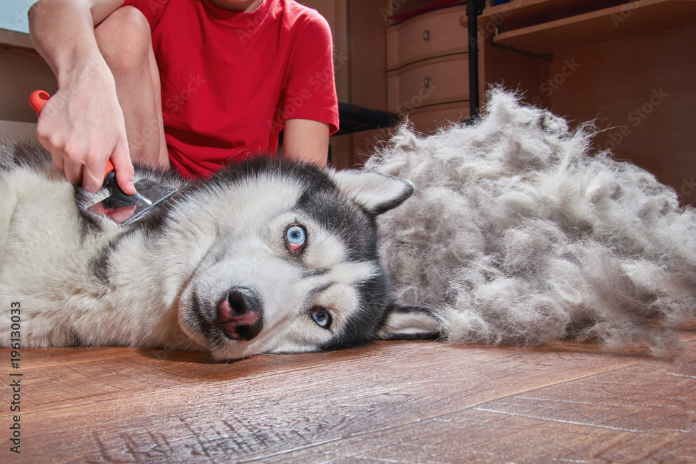 Husky undercoat clearance