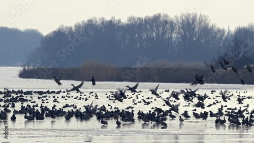 Flock of ducks taking off from frozen lake