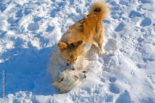 Two puppies playing in winter