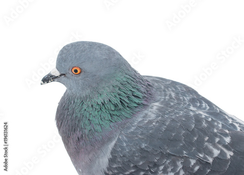 city dove on a white background