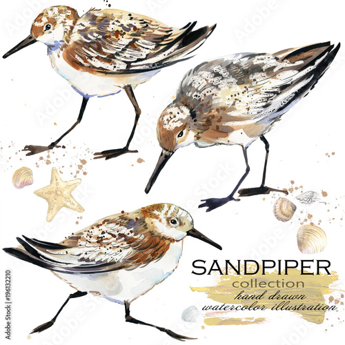 Sandpiper bird hand drawn watercolor illustration set photo