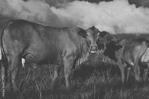 Australian cows on the farm during the day.