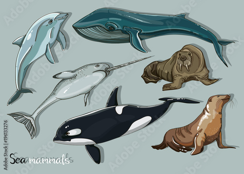 Sea mammals animal collection icons set