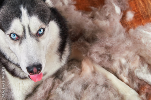 Canvas Print Concept annual molt, coat shedding, moulting dogs