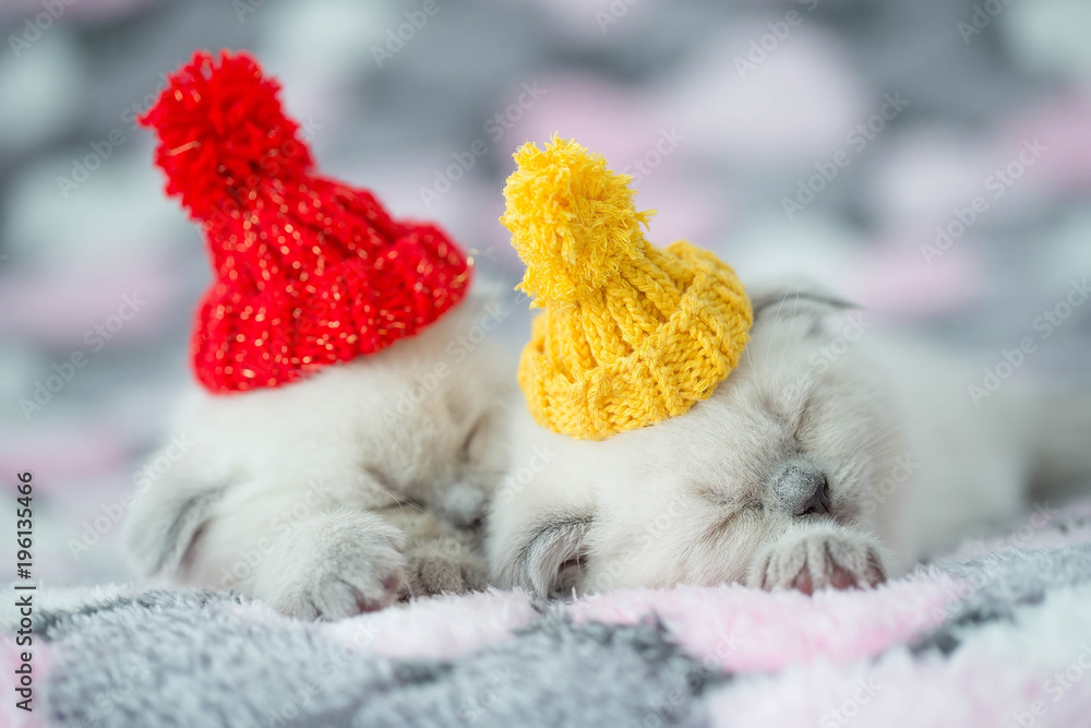 Little Scottish kittens
Little Scottish kittens