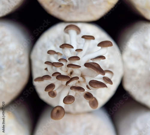 The cultivation of Angel mushrooms. oyster mushroom. Angel mushroom.Volvariell. Fresh angel mushrooms growing photo