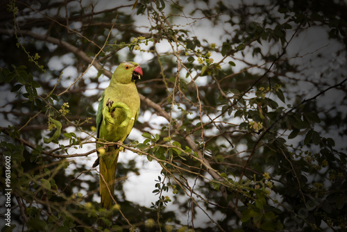 Rose-ringed parakeet (parrot) female eating on tamrind tree in Djibouti East Africa	