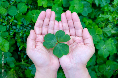 Hand holding a leaf clover