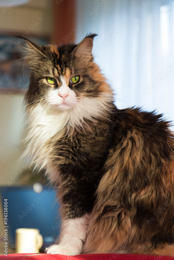 Beautiful three-color Maine Coon cat Stock-bilde | Adobe Stock