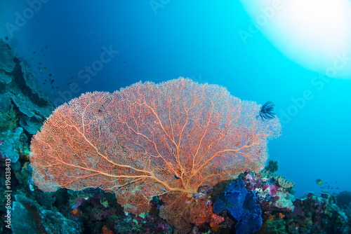 Wonderful and beautiful underwater world with ccoral reef landscape background in the deep blue ocean with colorful fish and marine life