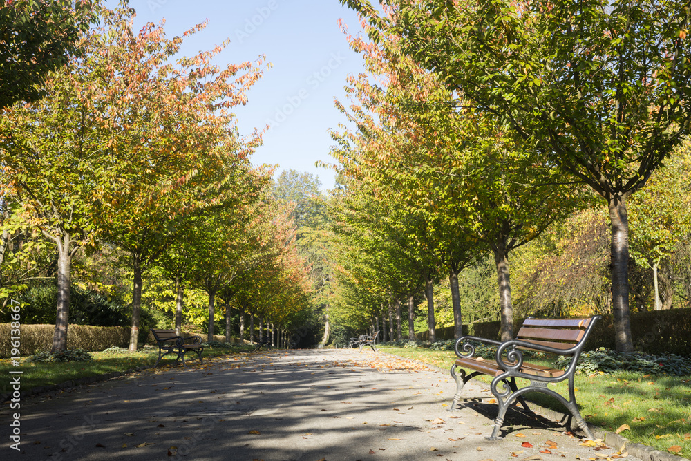 Baumallee im Herbst, Rombergpark, Dortmund, Nordrhein-Westfalen, Deutschland, Europa