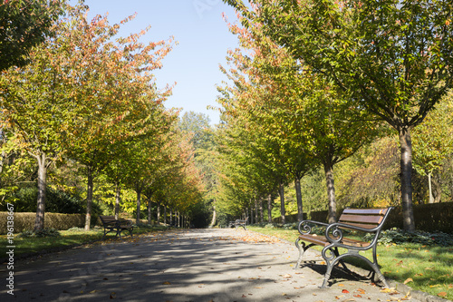 Baumallee im Herbst, Rombergpark, Dortmund, Nordrhein-Westfalen, Deutschland, Europa © lichtbildmaster
