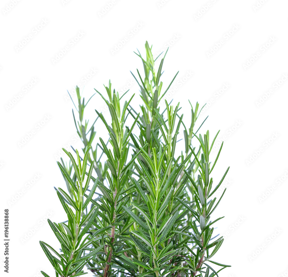 Fototapeta premium Rosemary isolated on a white background