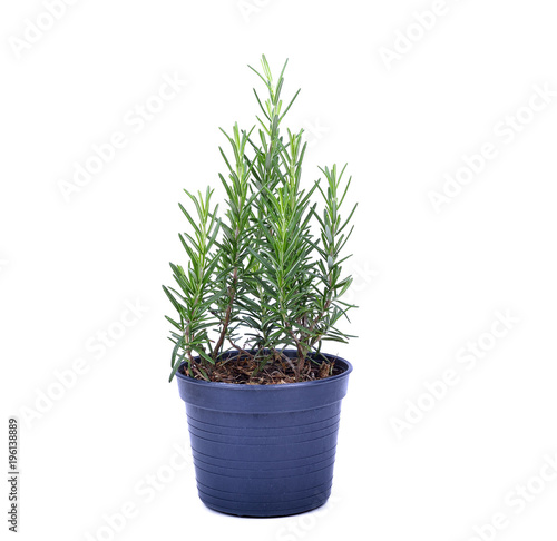 Rosemary in a pot isolated on a white background