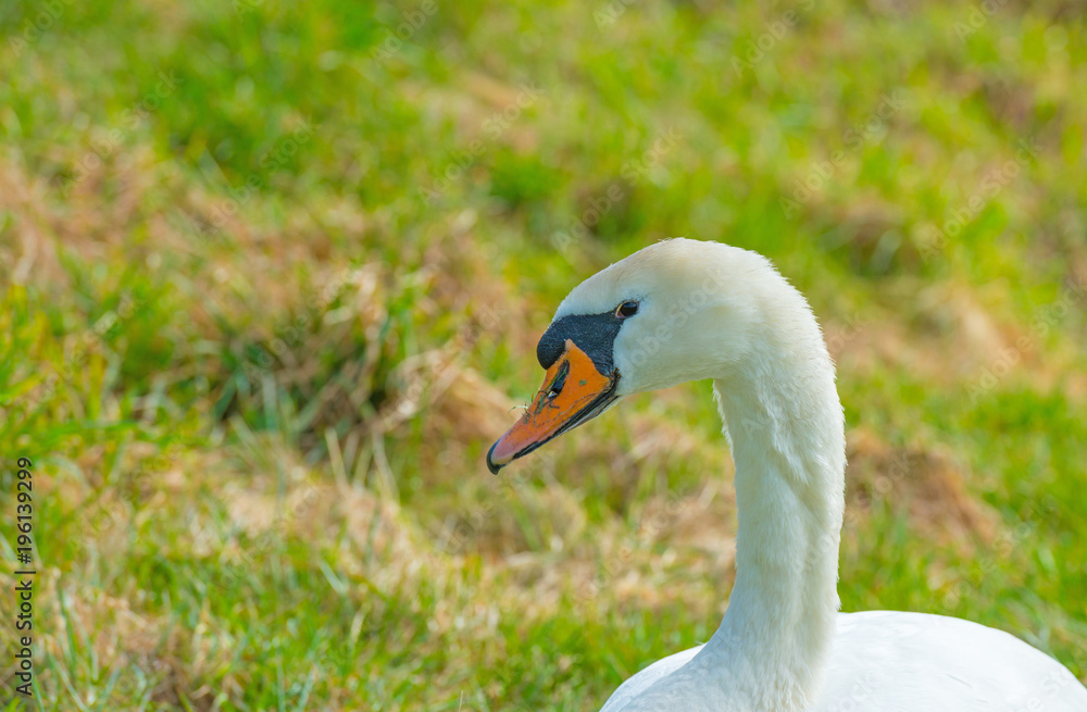 Swan in a green meadow in sunlight in winter Swan in a green meadow in sunlight in winter