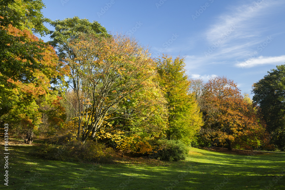 Herbstlandschaft im Rombergpark, Dortmund, Nordrhein-Westfalen, Deutschland, Europa