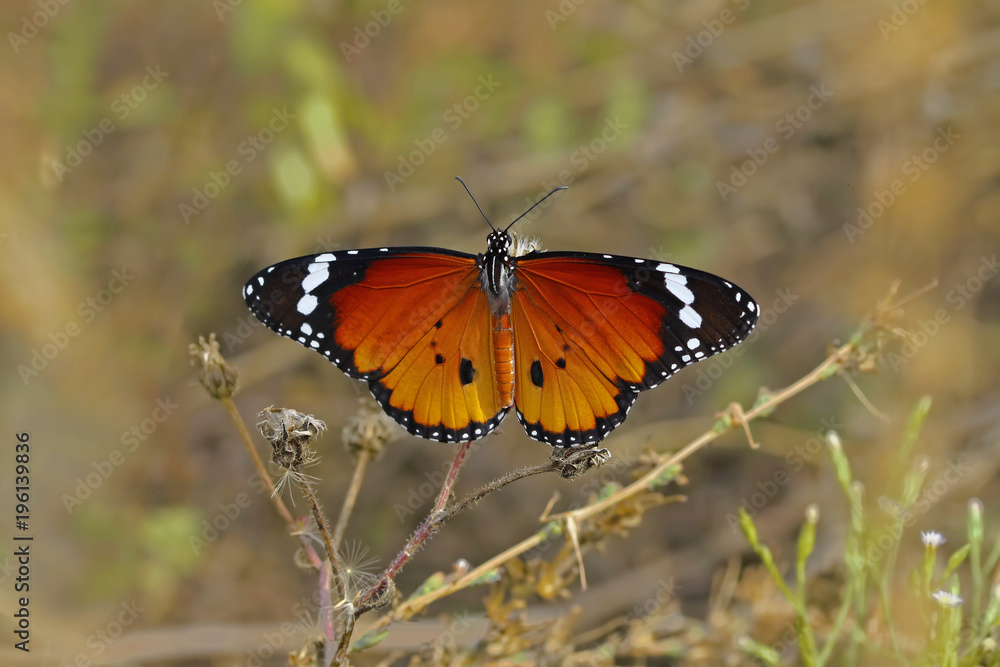 Obraz premium Sultan kelebeği -Danaus chrysippus