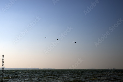 Four cormorants flying in sunrise over the sea.