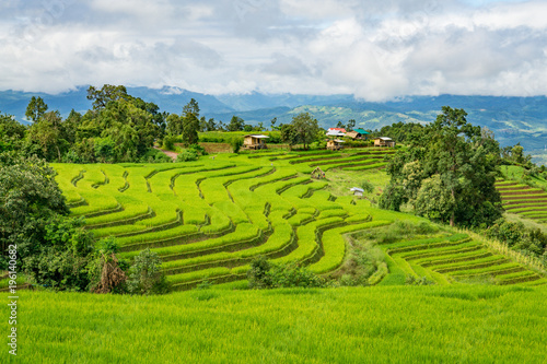 Agriculture village of rice on terrace hill  Pa Bong Piang  Chiang Mai  Thailand