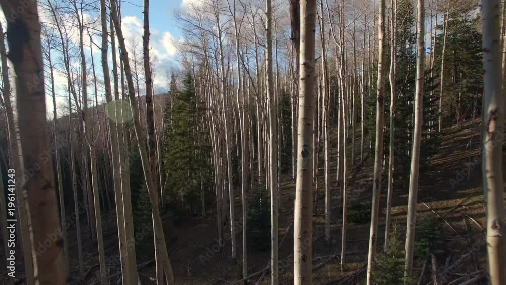 Flying Through Mountain Aspen Grove at Sunset Flying Through Mountain Aspen Grove at Sunset