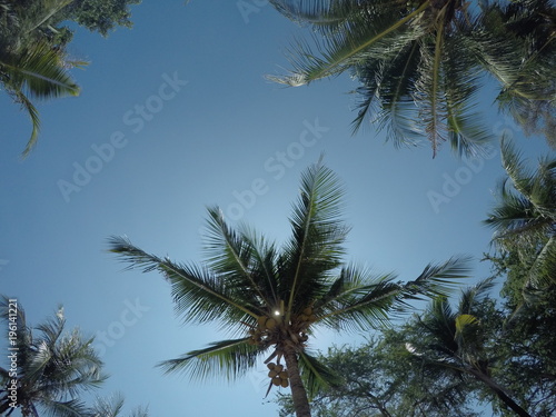 Blue sky and the palm tree