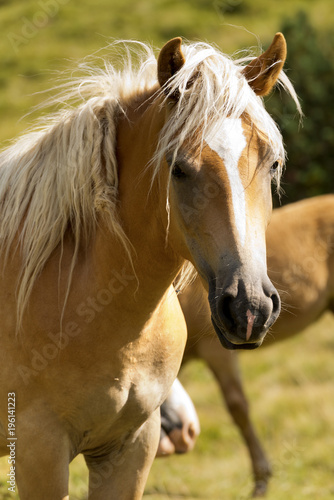 Fototapeta Naklejka Na Ścianę i Meble -  Portrait of a White and Brown Horse