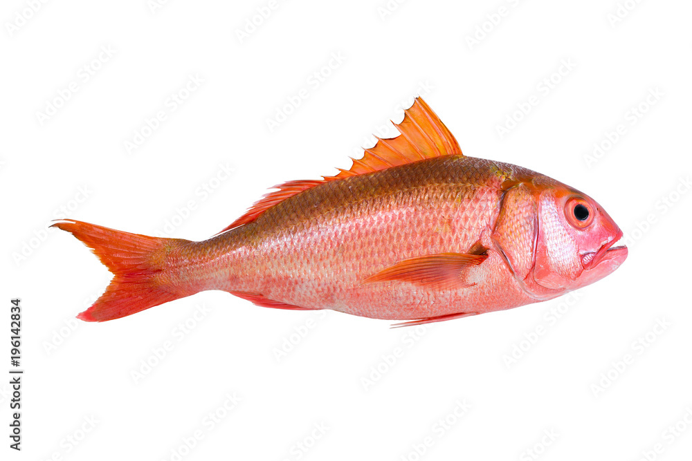 Deep sea live fresh fish straight shape.Orange fish from deep andaman sea best for sushi and seafood restaurant isolated white background.. Deep sea live fresh fish straight shape.Orange fish from deep andaman sea best for sushi and seafood restaurant isolated white background..
