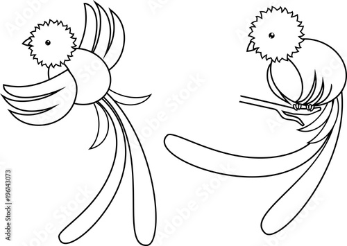 Coloring page. Tropical bird resplendent quetzal