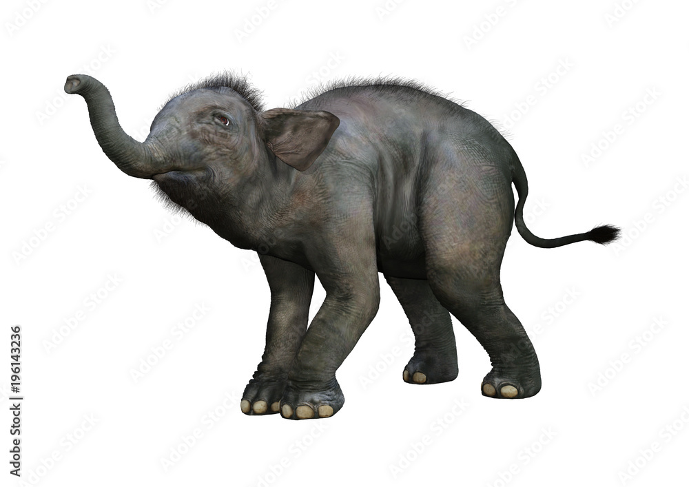 Fototapeta premium 3D Rendering Indian Elephant Baby on White