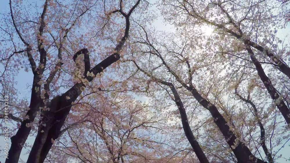 Cherry tree in bloom / walking under the tree Cherry tree in bloom / walking under the tree