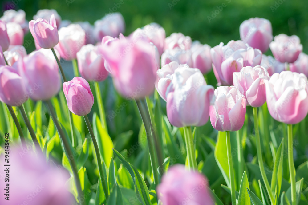 Fototapeta premium Flowers pink tulips in the garden