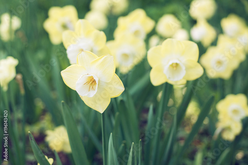 Fototapeta Naklejka Na Ścianę i Meble -  Flowers of daffodils blossom in the spring