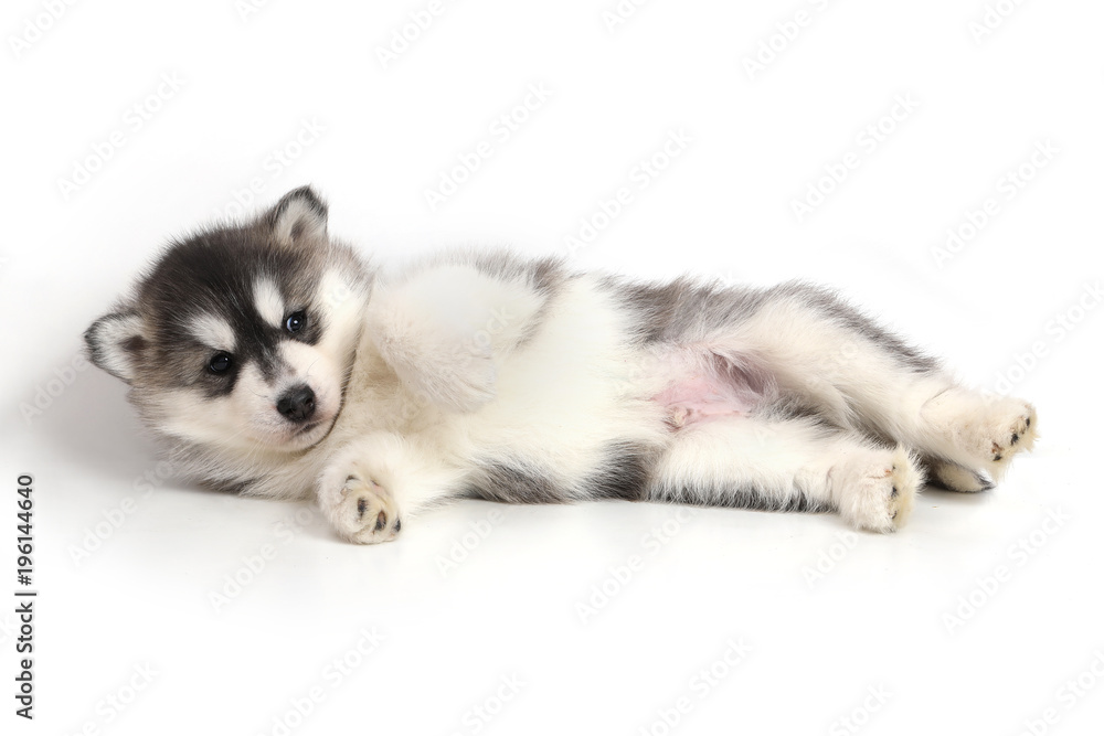 Cute puppy Siberian husky