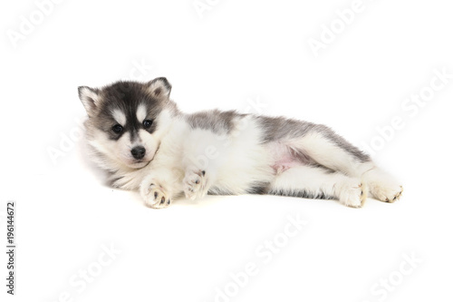 Cute puppy Siberian husky