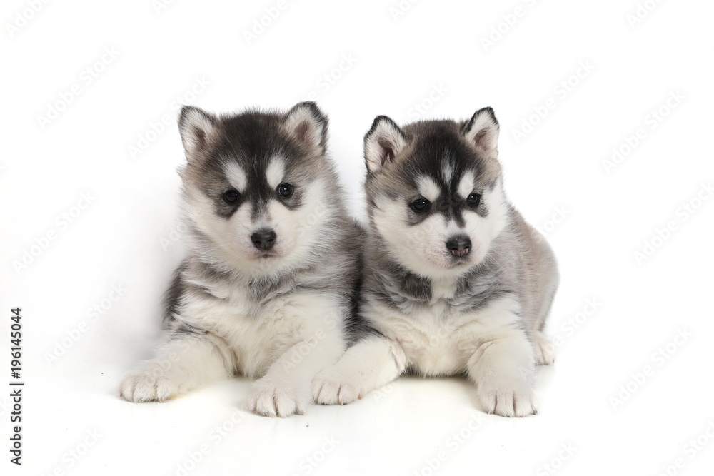 Cute puppy Siberian husky