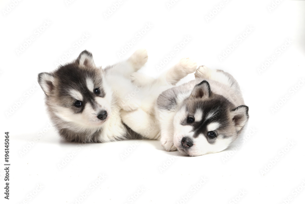 Cute puppy Siberian husky