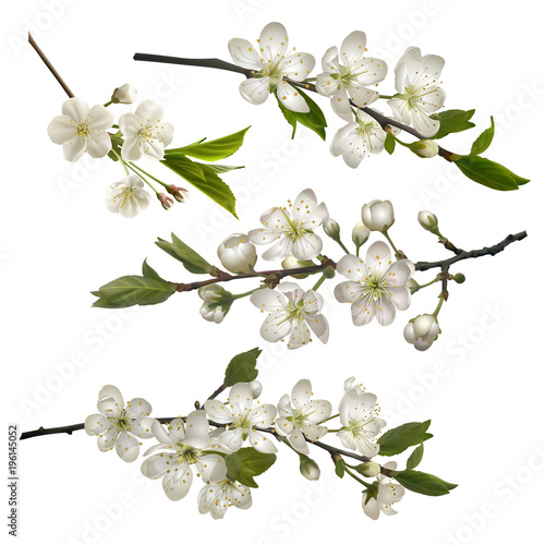 Set of Blossoming cherry branches