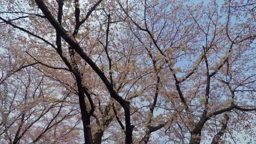 Cherry tree in bloom / walking under the tree Cherry tree in bloom / walking under the tree