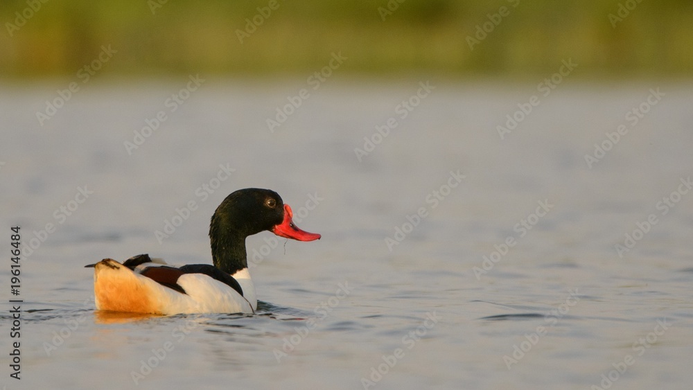 Common Shelduck (Tadorna tadorna) in beautiful evening light Common Shelduck (Tadorna tadorna) in beautiful evening light