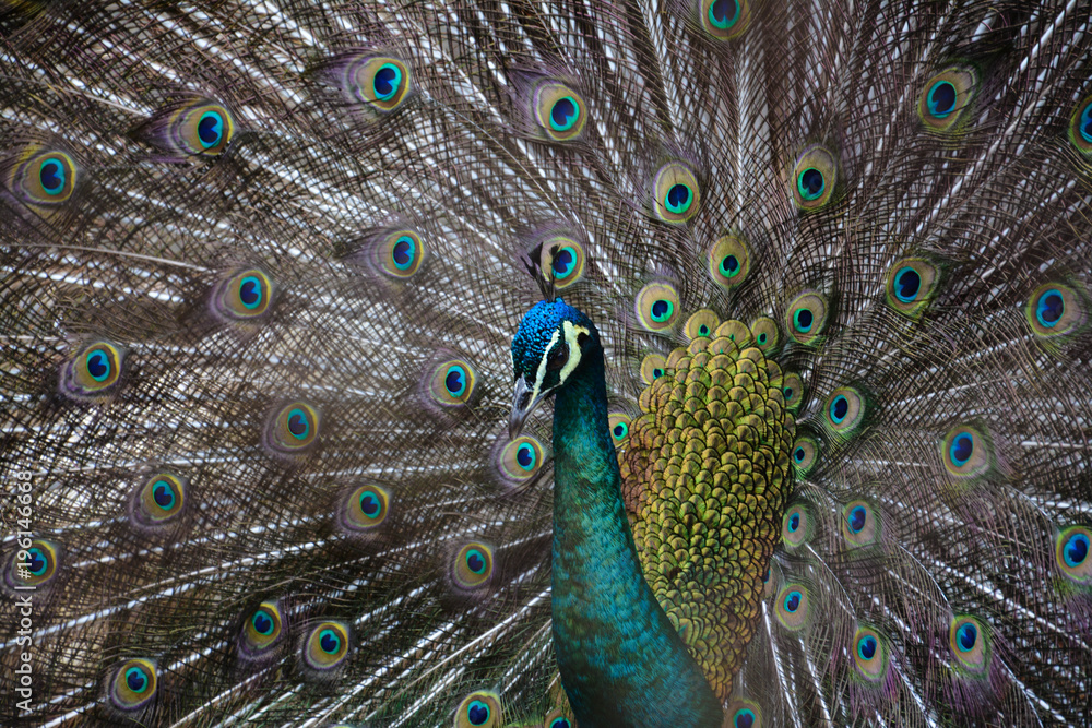 Obraz premium pavo real en todo su esplendor 