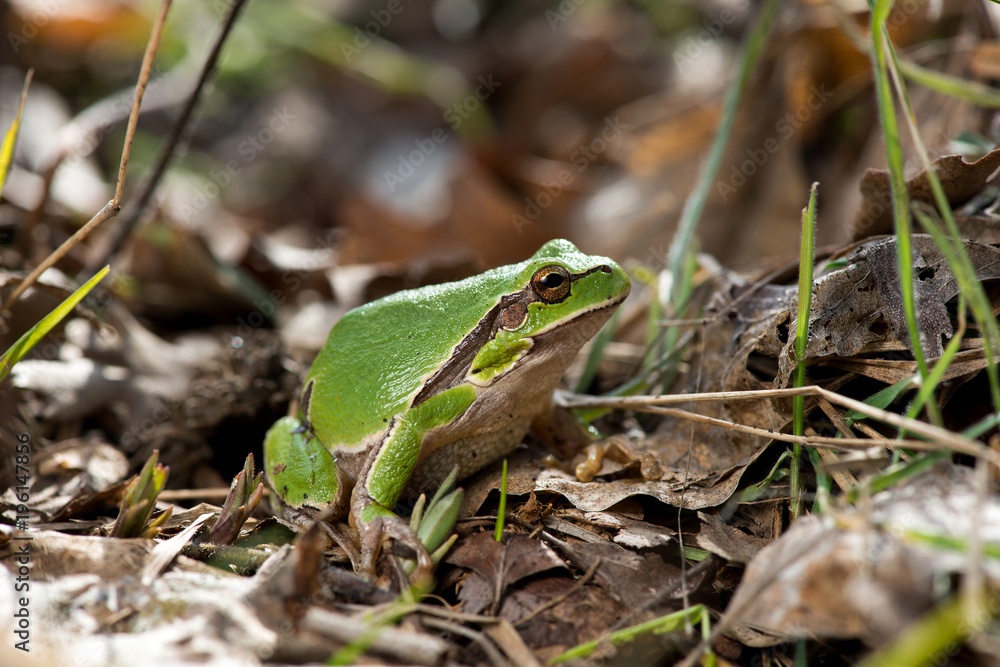 Tree frog (Hyla arborea) syn. (Rana arborea), European tree frog on the forest ground, in natural environment, natural habitat Tree frog (Hyla arborea) syn. (Rana arborea), European tree frog on the forest ground, in natural environment, natural habitat
