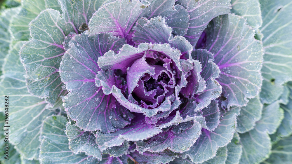 Obraz premium White and green Longlived Cabbage in a vegetable garden.