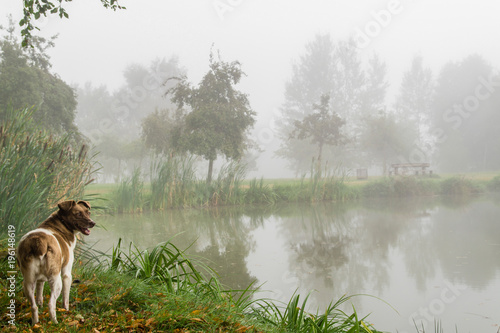 Fotografie Dog at the fishpond