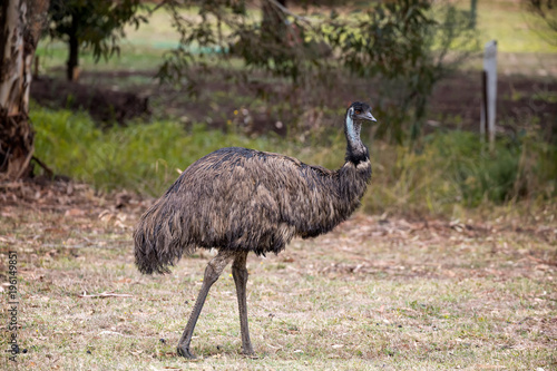 Emeu roaming in the Grampians national park in Australia photo